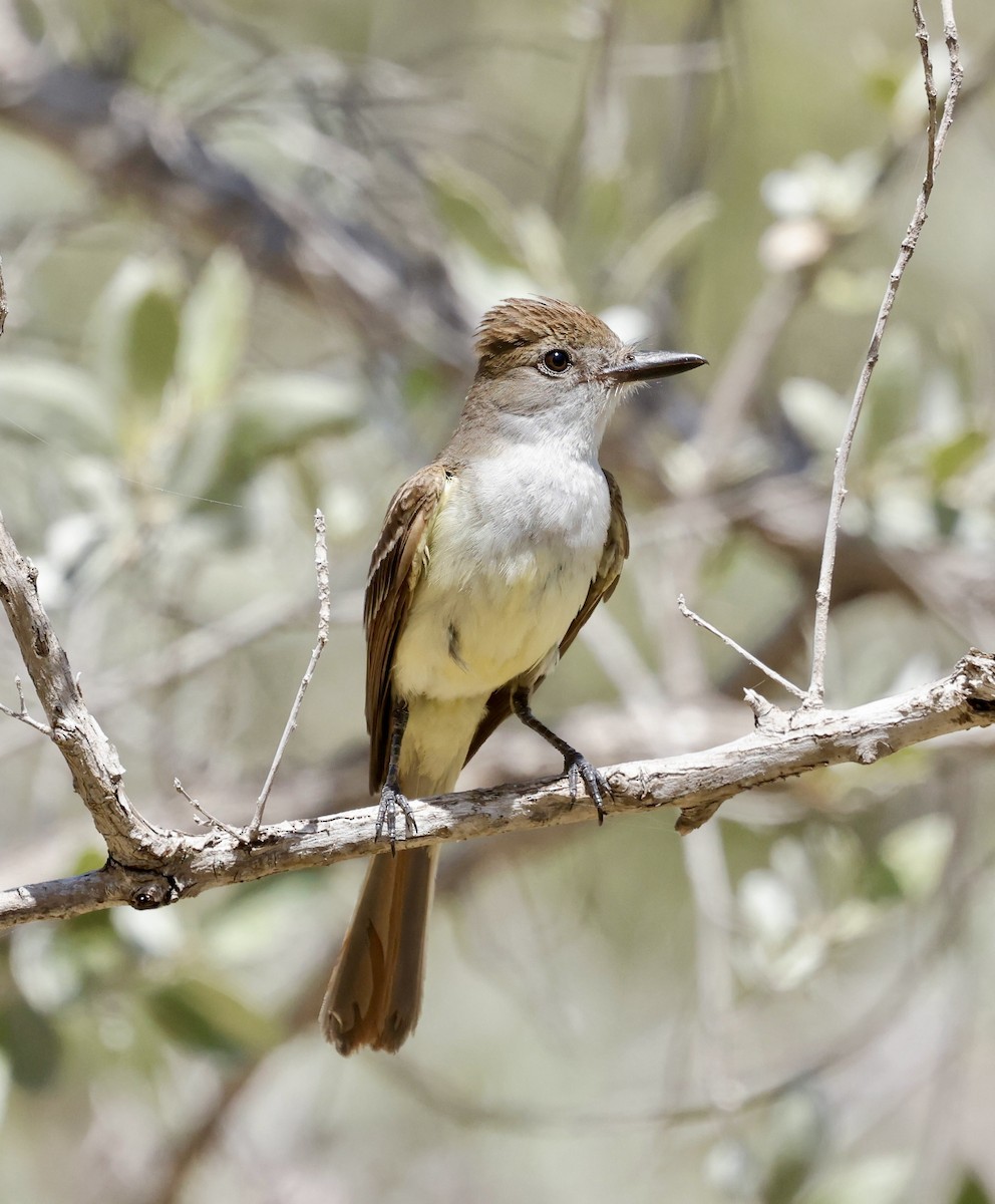 Brown-crested Flycatcher - ML637422741