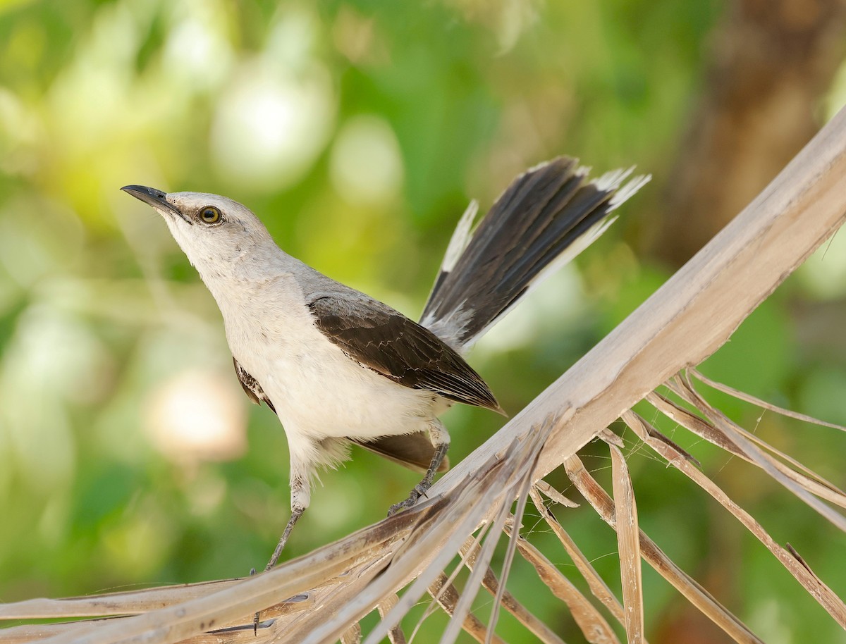 Tropical Mockingbird - ML637422767