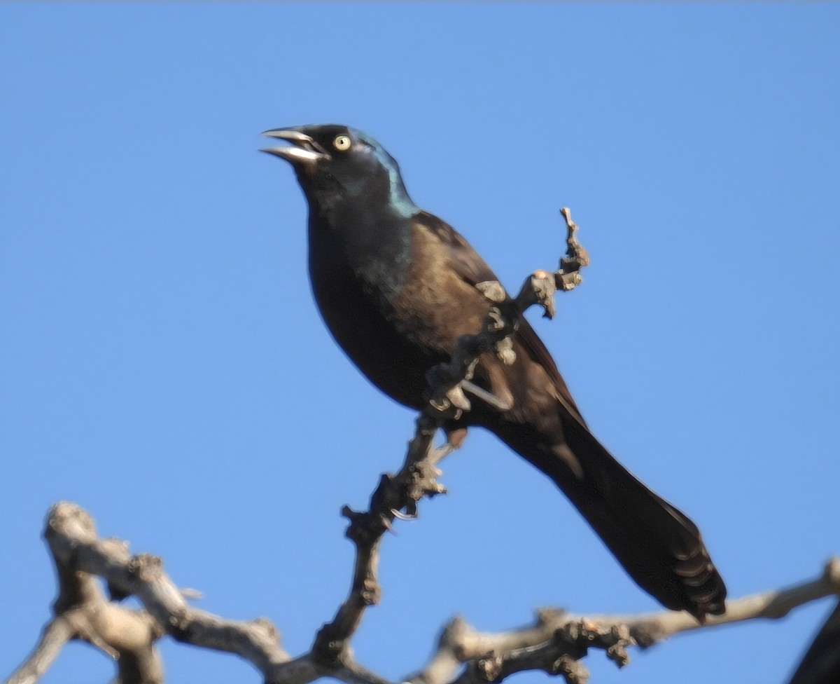 Purpurgrackel (versicolor) - ML637422804