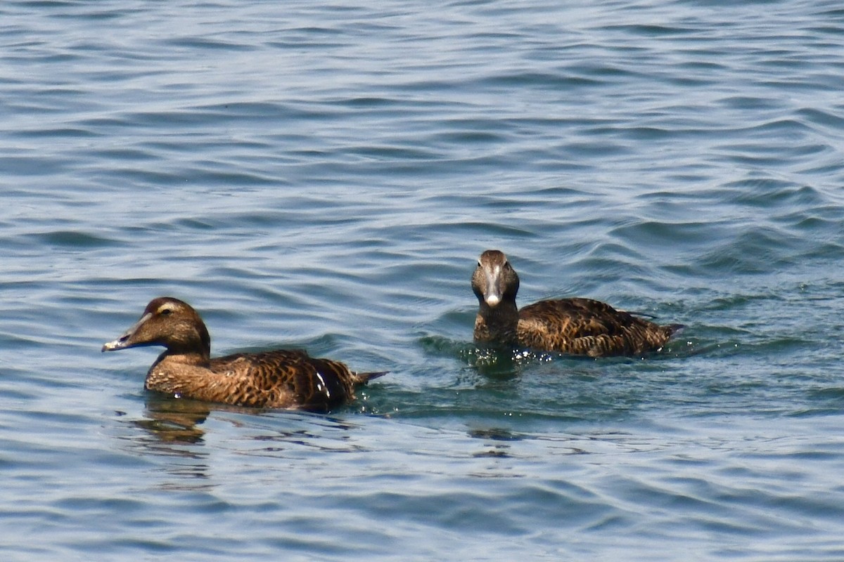 Common Eider - ML637422810