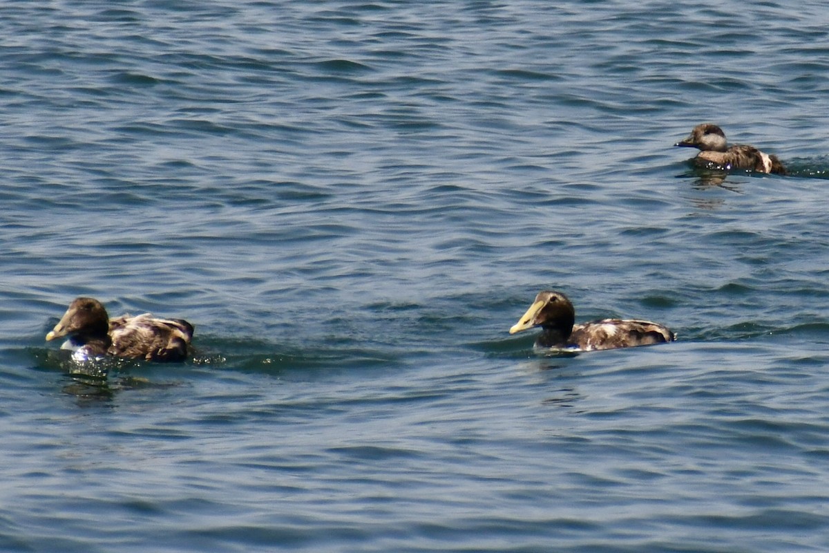 Common Eider - ML637422811