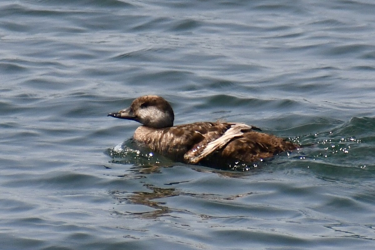 Black Scoter - ML637422820