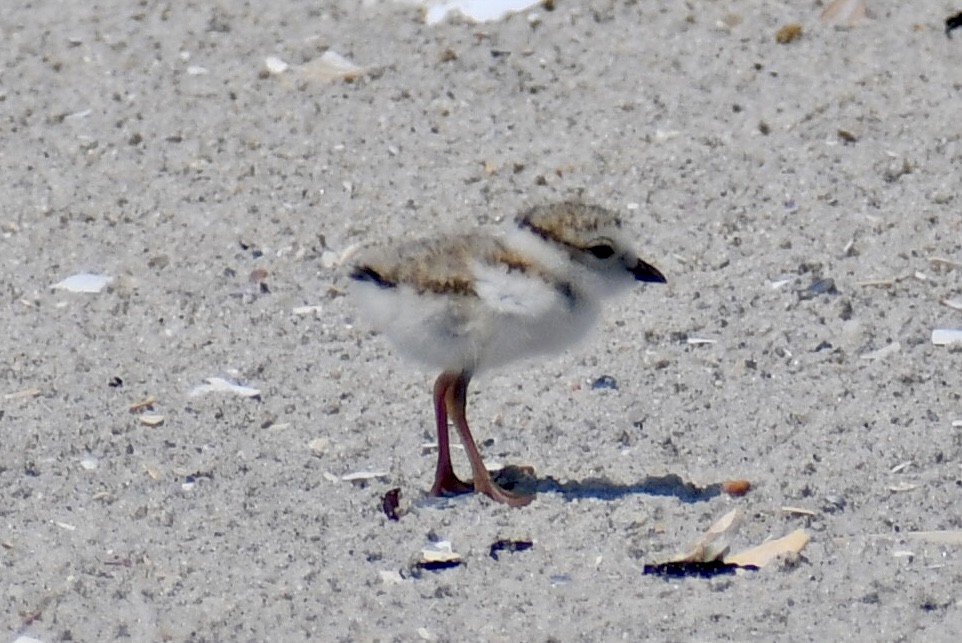 Piping Plover - ML637422847