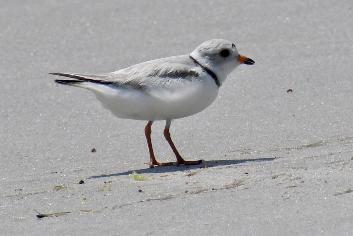 Piping Plover - ML637422849