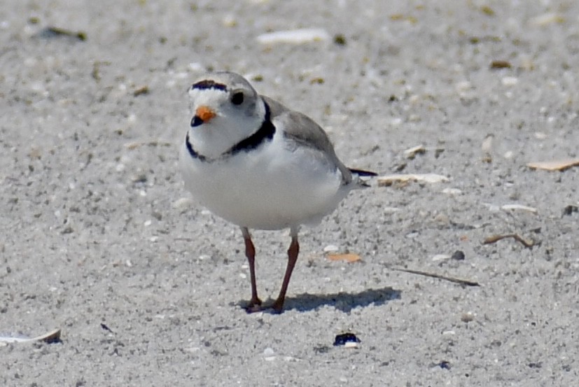 Piping Plover - ML637422850