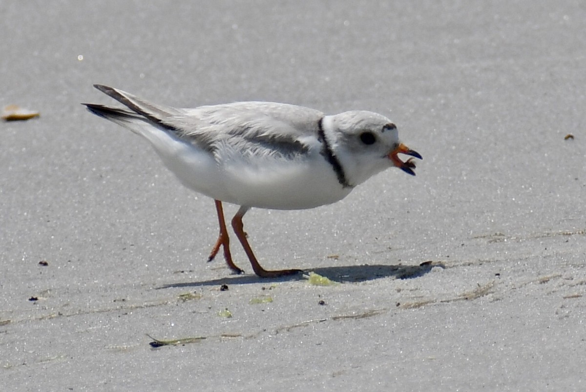 Piping Plover - ML637422851