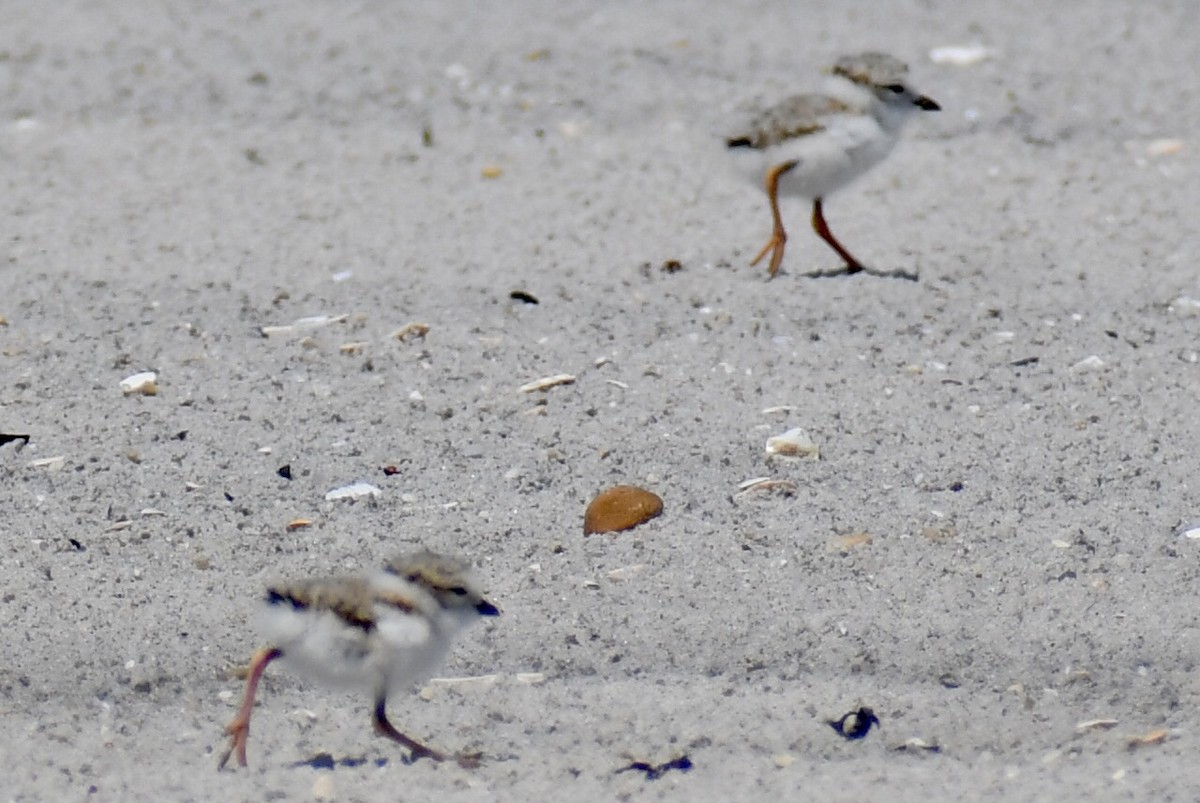 Piping Plover - ML637422866