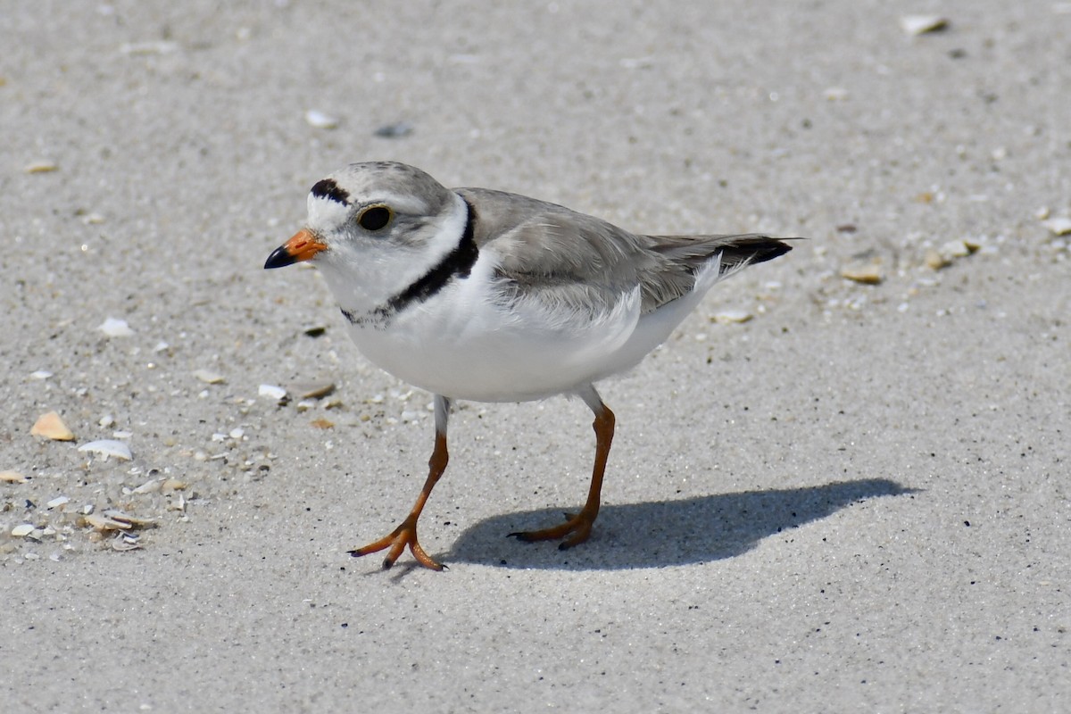 Piping Plover - ML637422872