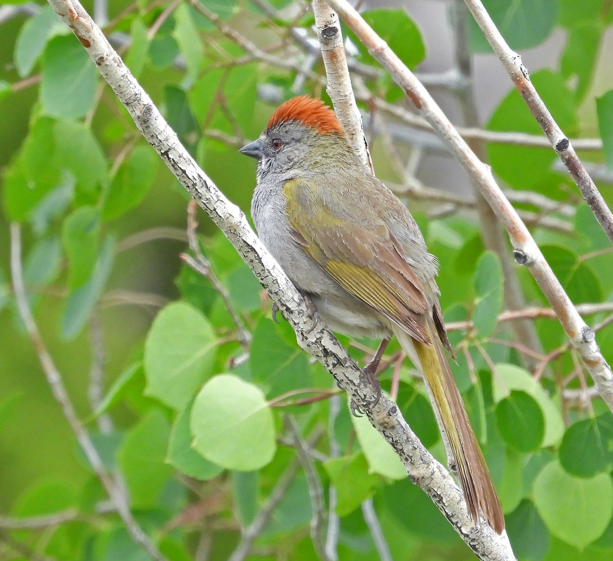 Green-tailed Towhee - ML637422944