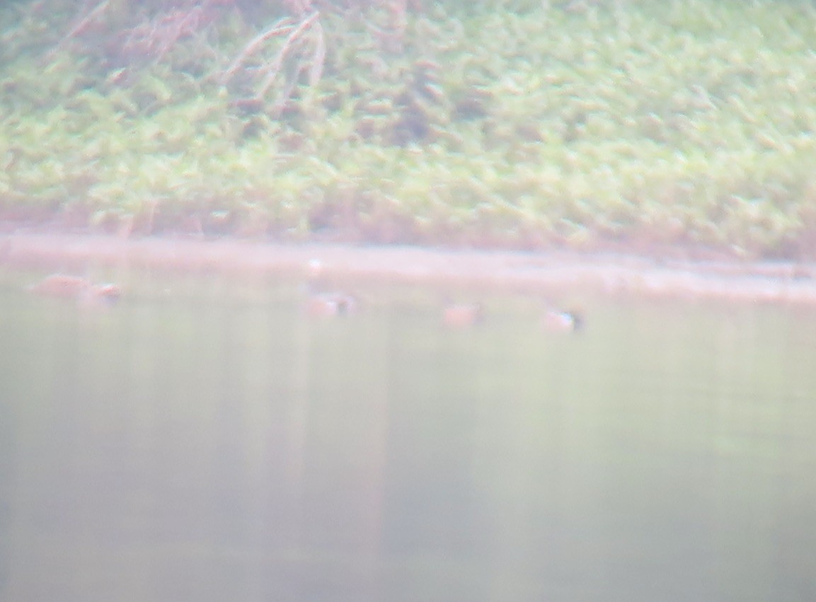 American Wigeon - ML637422950