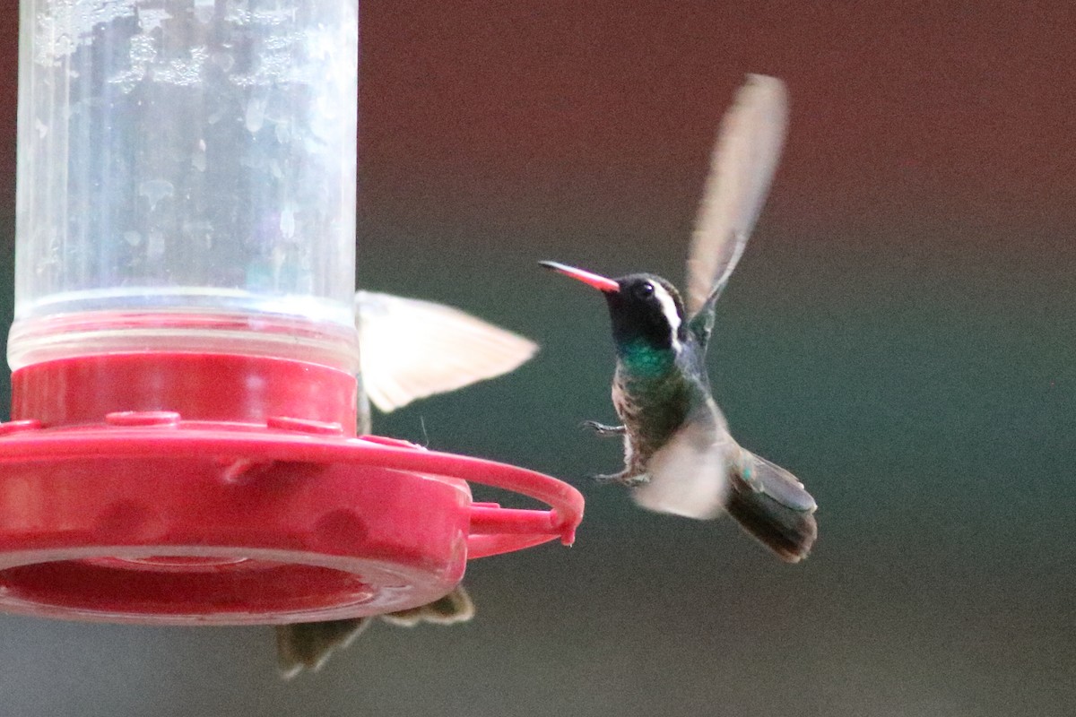 White-eared Hummingbird - ML637422961