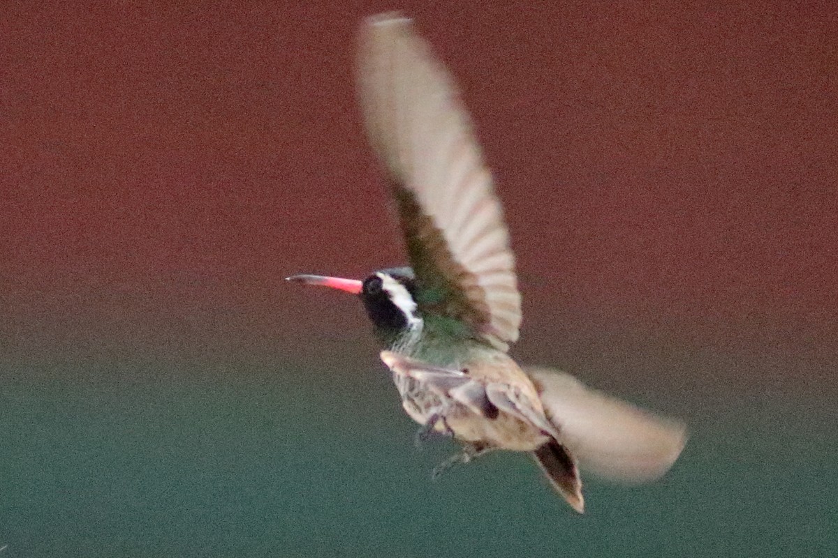 White-eared Hummingbird - ML637422980