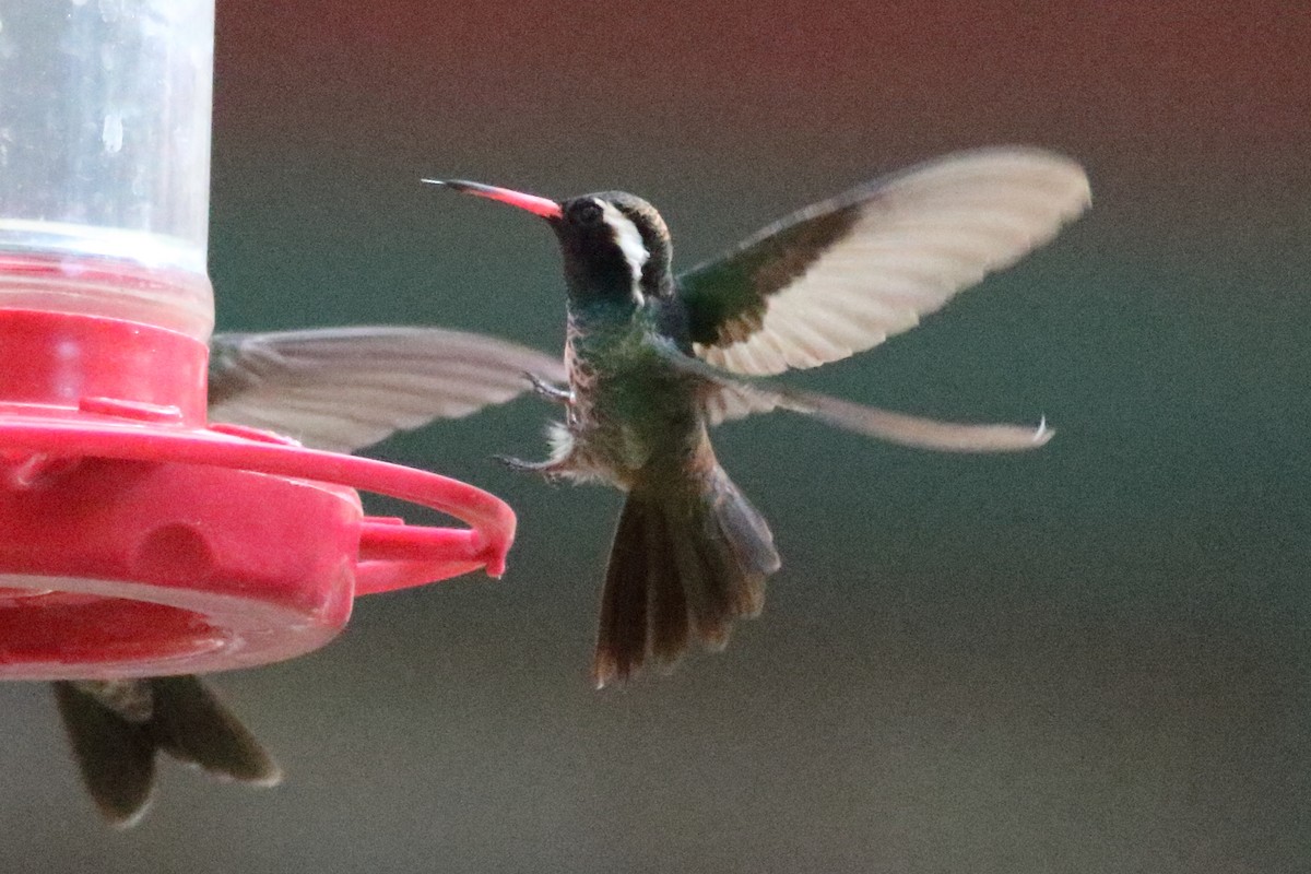 White-eared Hummingbird - ML637422981