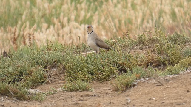 Collared Pratincole - ML637422995