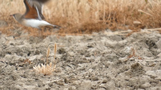 Collared Pratincole - ML637422996