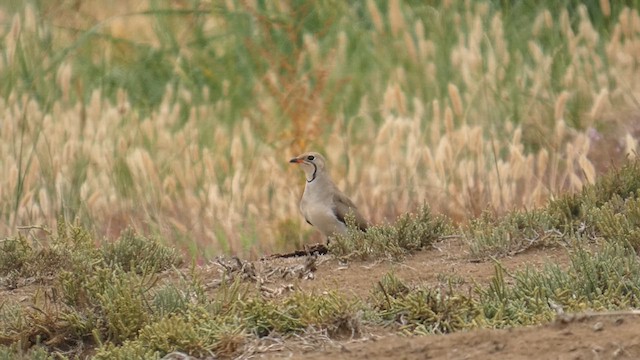 Collared Pratincole - ML637422998