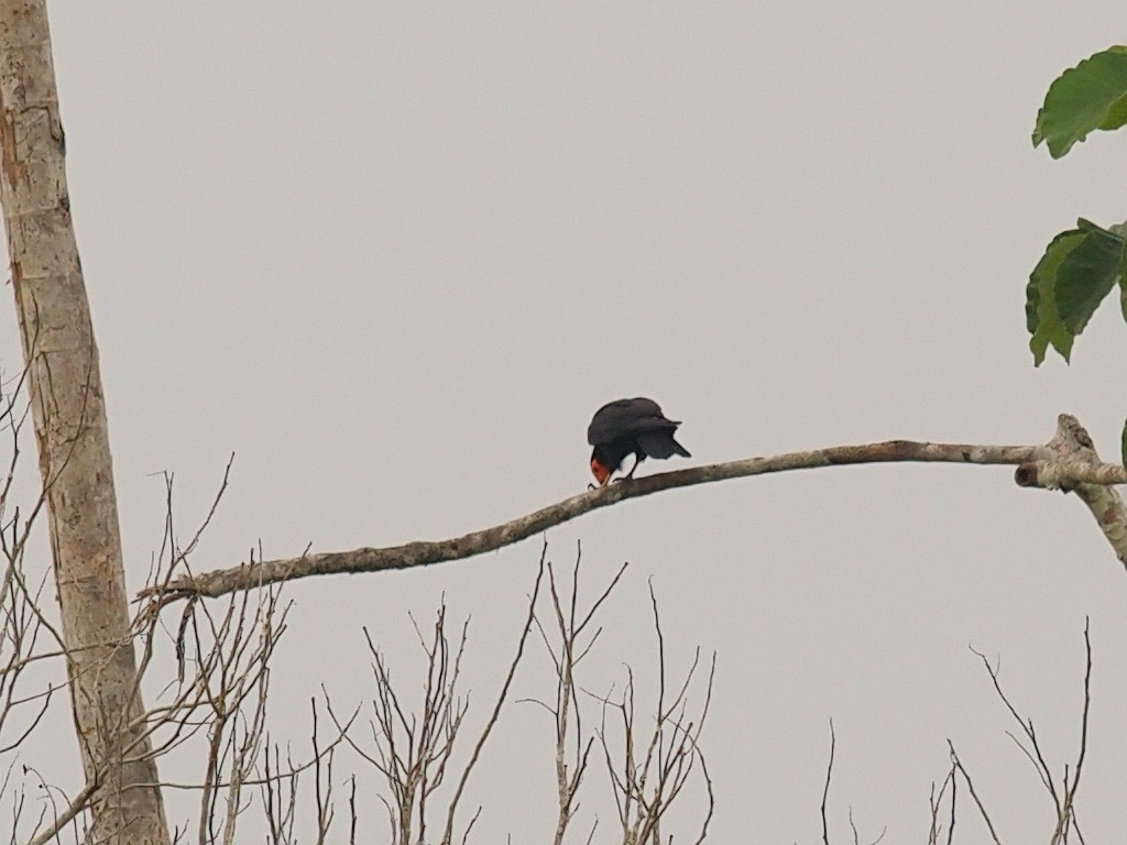 Black Caracara - ML637423002