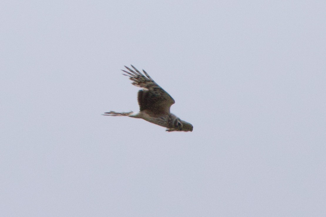 Hen Harrier - Michael St John