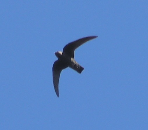 Black Swift - ML637423027