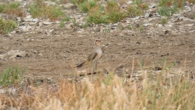 Collared Pratincole - ML637423058