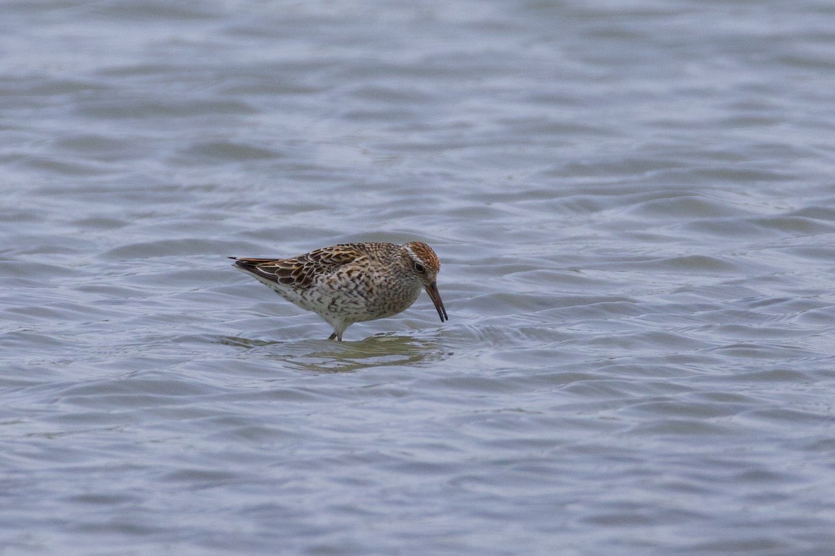 Sharp-tailed Sandpiper - ML637423078