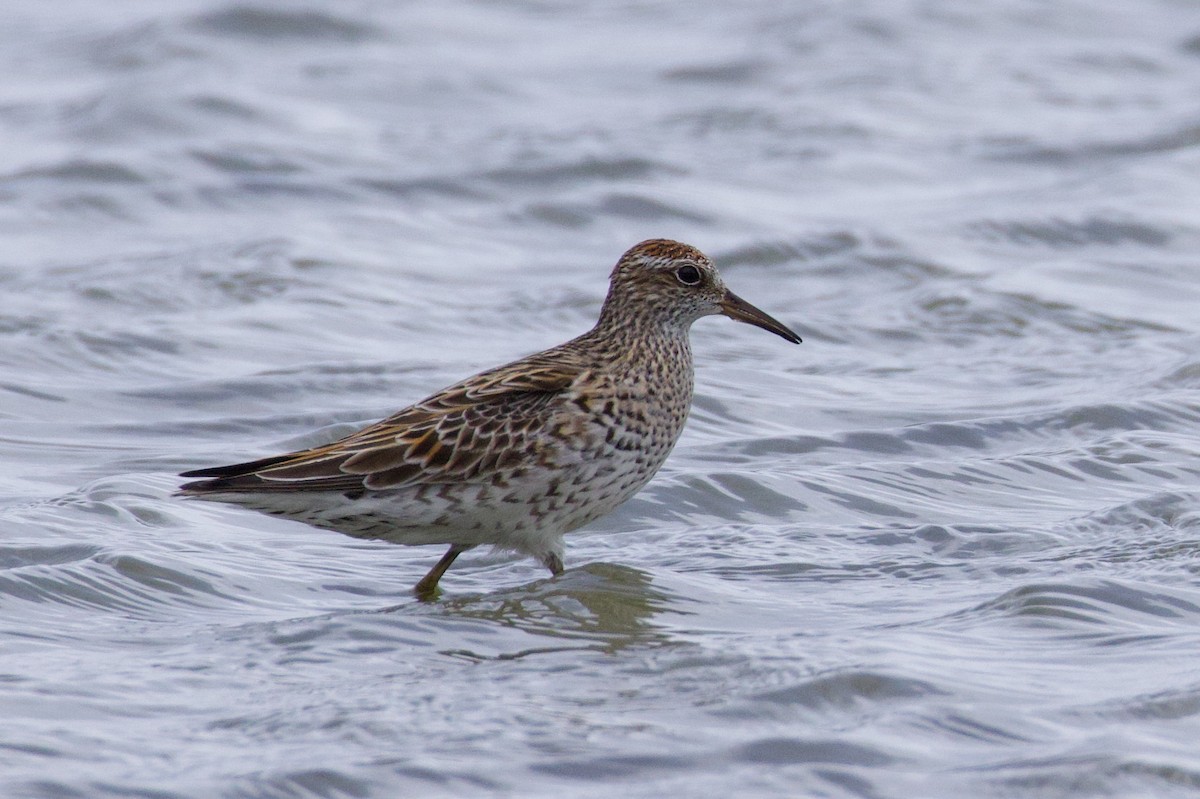 Sharp-tailed Sandpiper - ML637423088