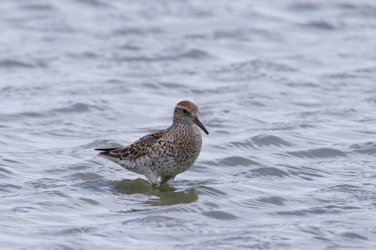Sharp-tailed Sandpiper - ML637423091