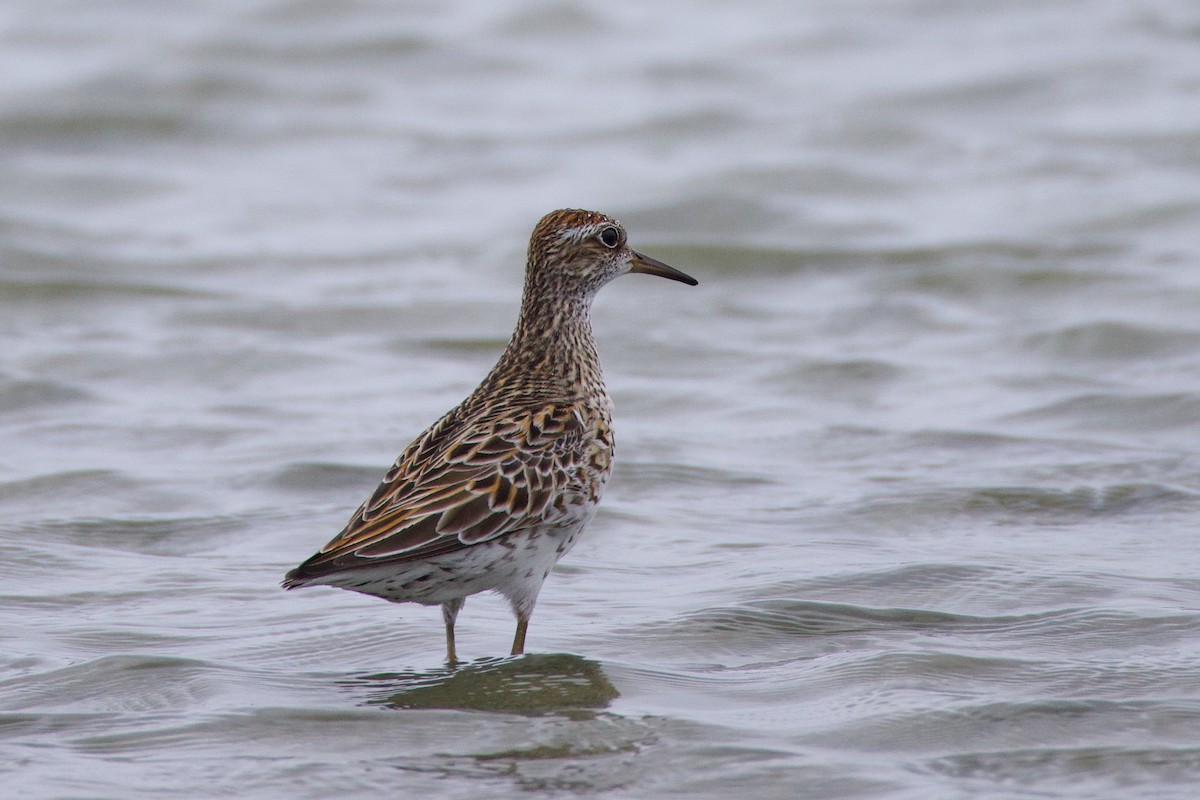 Sharp-tailed Sandpiper - ML637423099