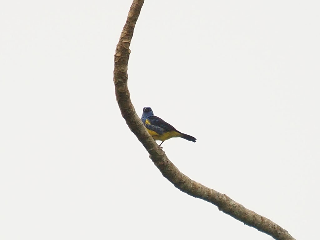 Turquoise Tanager - ML637423110