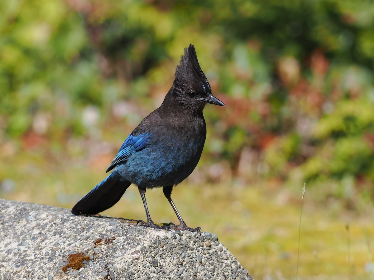 Steller's Jay - ML637423113