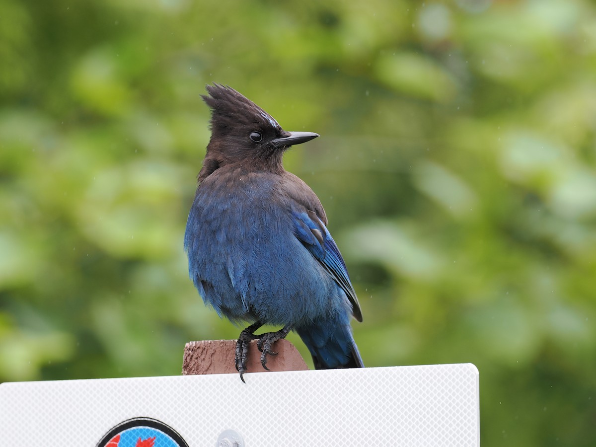 Steller's Jay - ML637423115