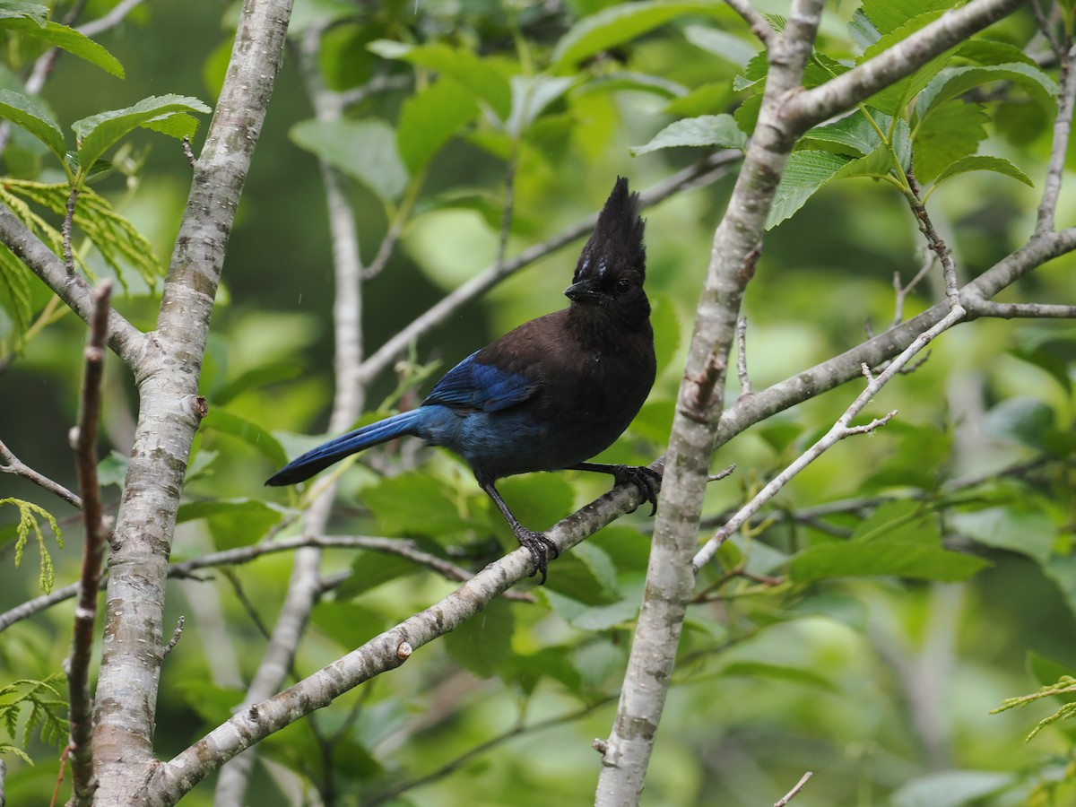 Steller's Jay - ML637423116