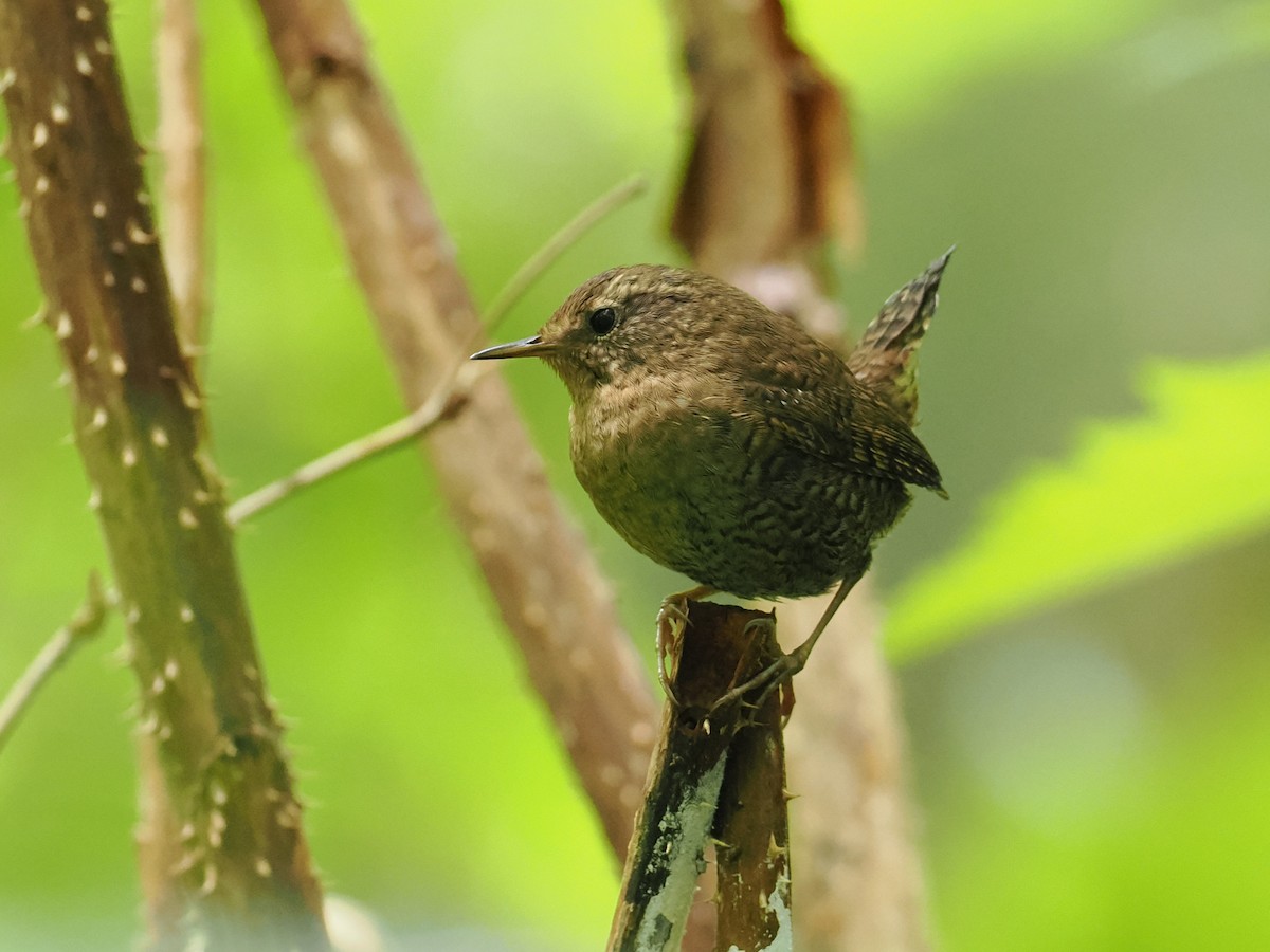 Pacific Wren - ML637423140