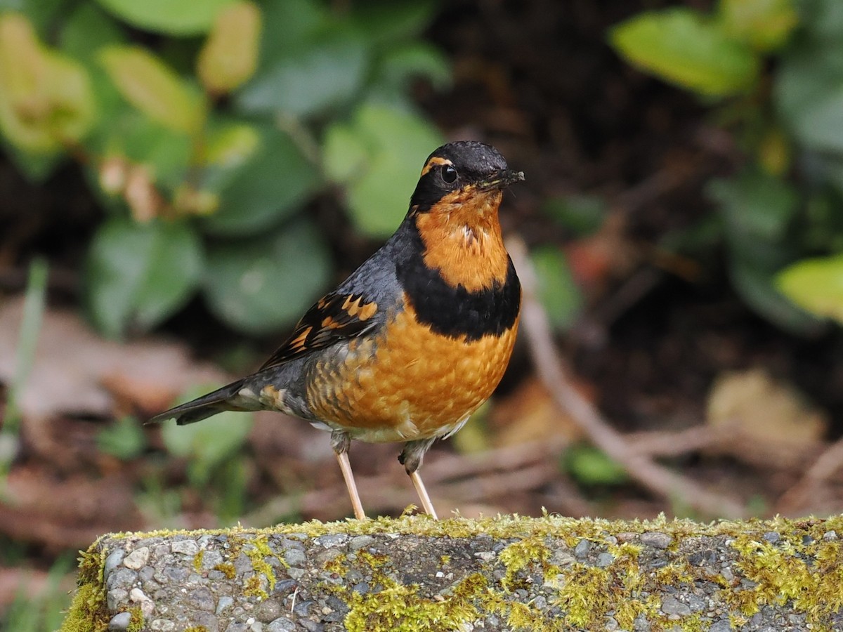 Varied Thrush - ML637423155