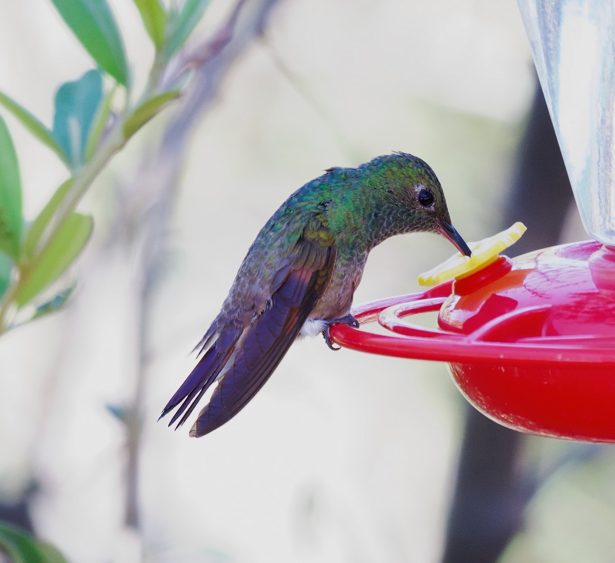 Berylline Hummingbird - ML637423170