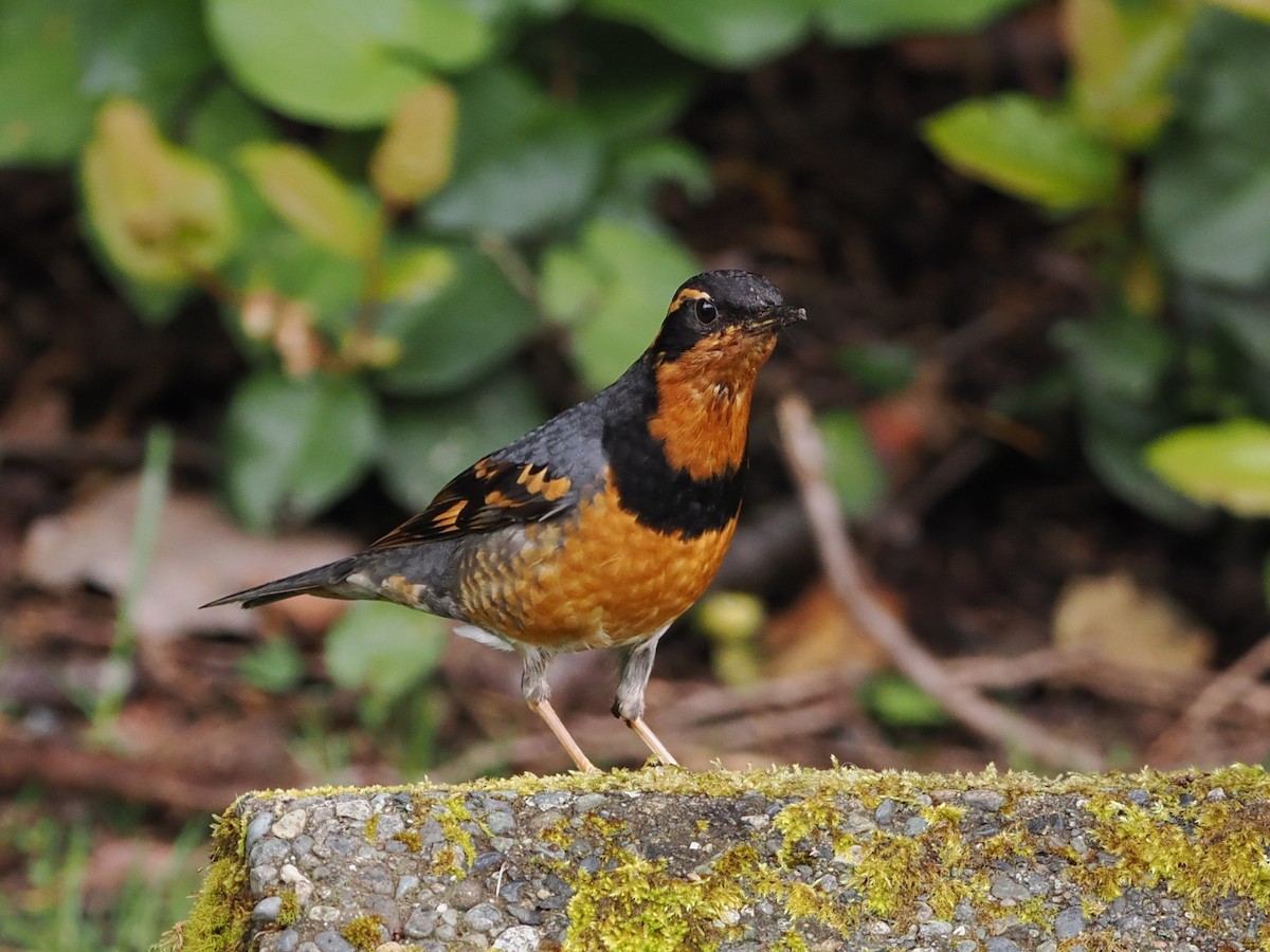 Varied Thrush - ML637423175
