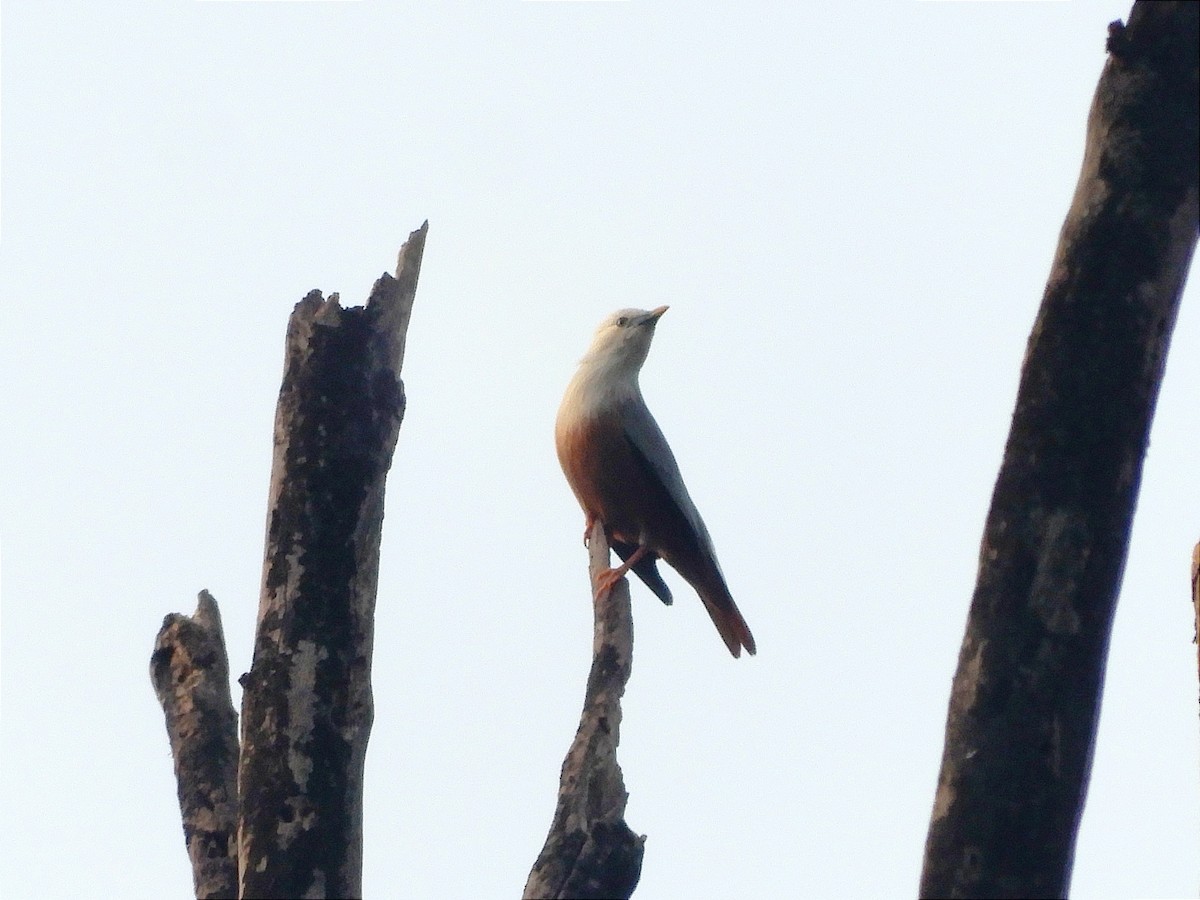 Malabar Starling - ML637423184