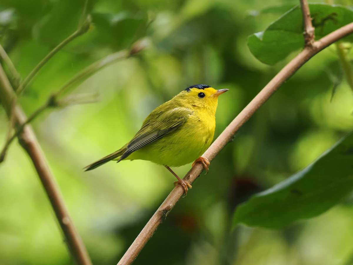 Wilson's Warbler - ML637423192