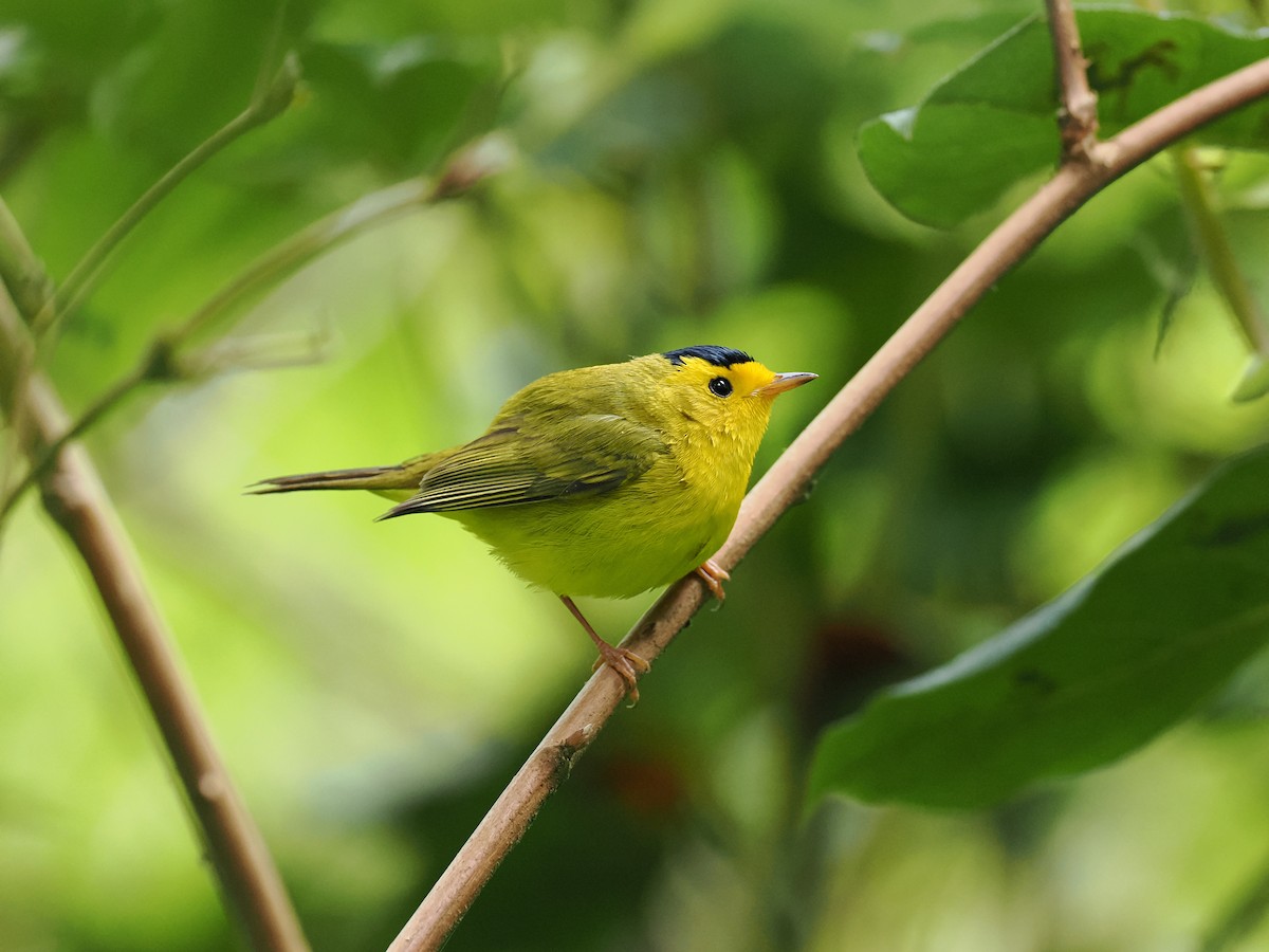 Wilson's Warbler - ML637423193