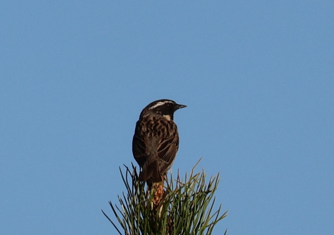 Black-throated Accentor - ML637423198