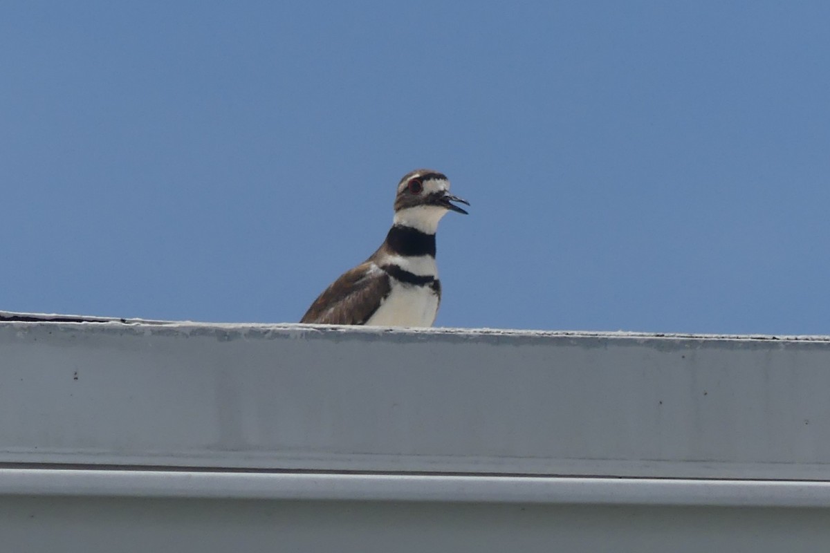 Killdeer - ML637423204