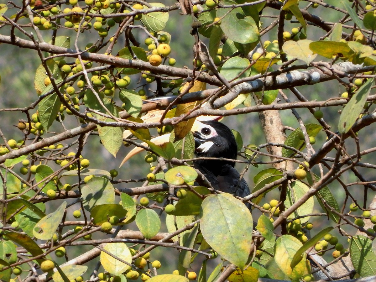 Malabar Pied-Hornbill - ML637423316