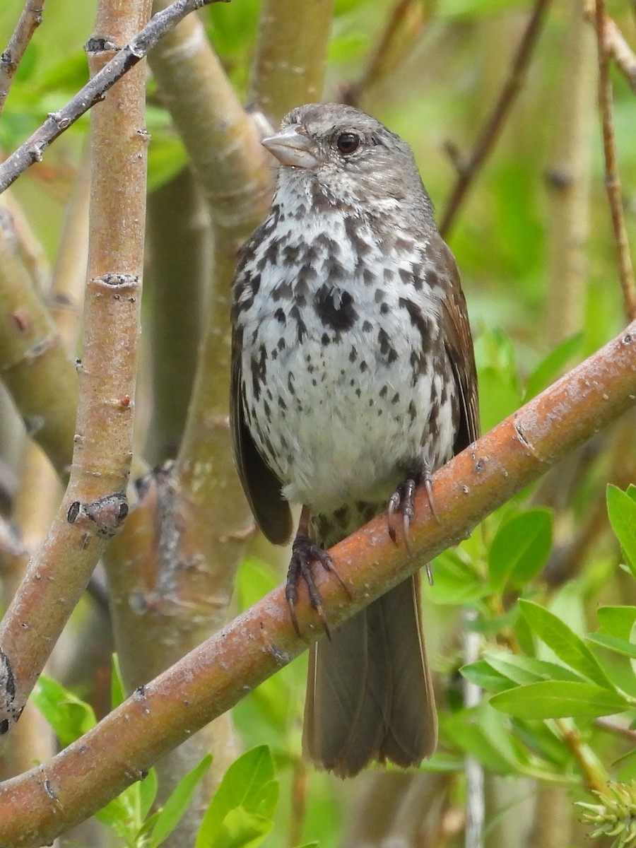 Fox Sparrow - ML637423336