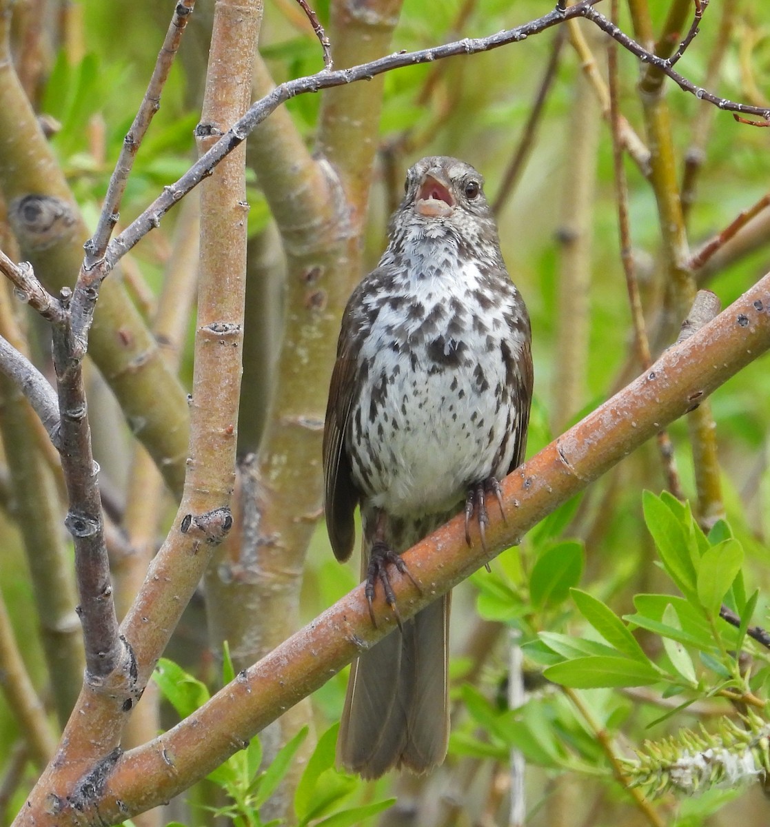 Fox Sparrow - ML637423337