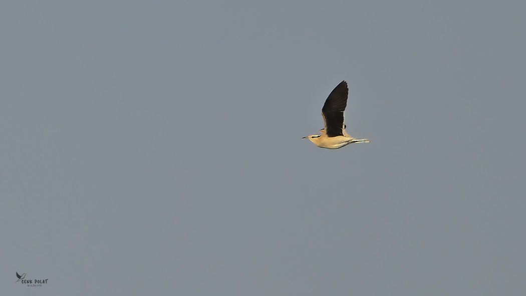 Cream-colored Courser - ML637423342