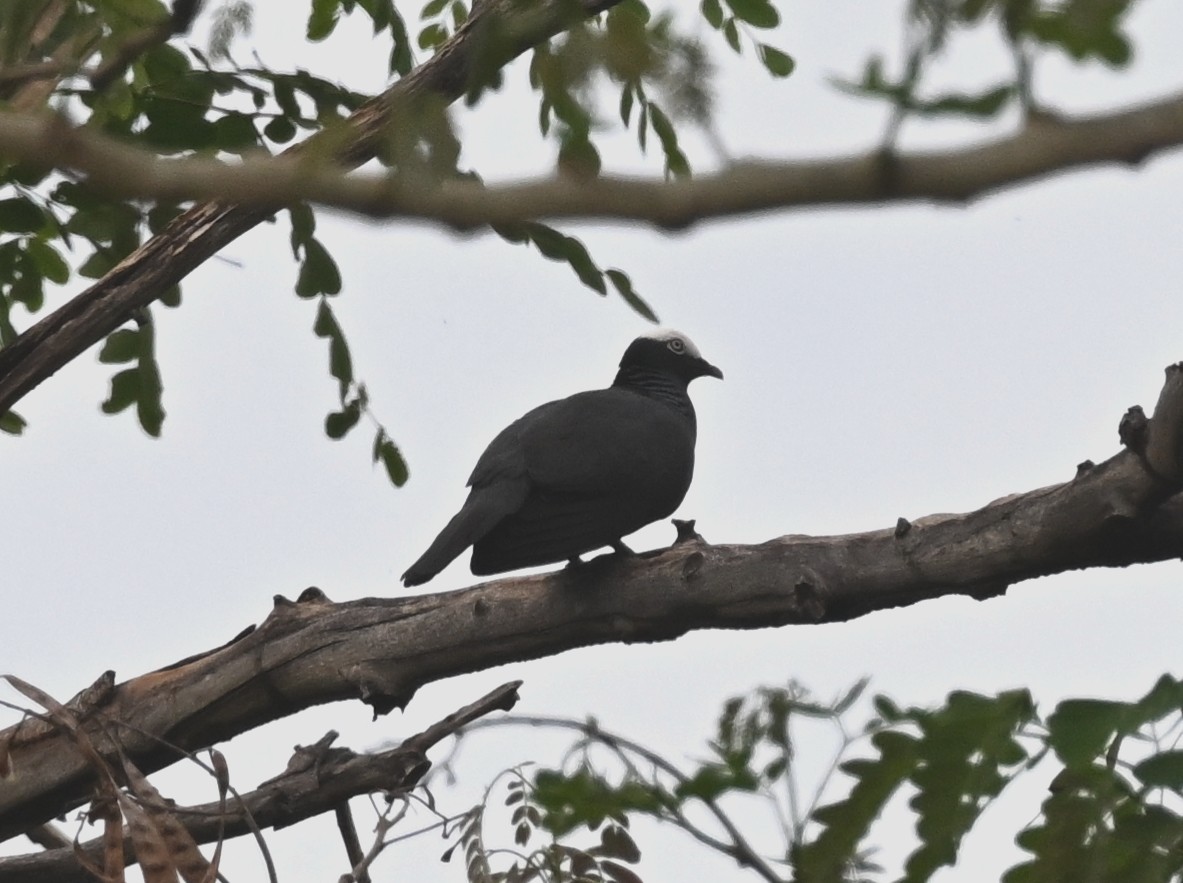 White-crowned Pigeon - ML637423385