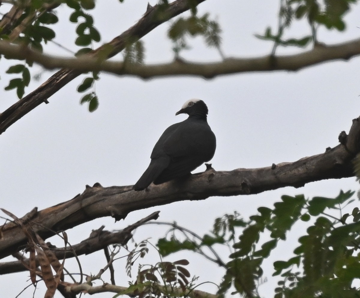 White-crowned Pigeon - ML637423404