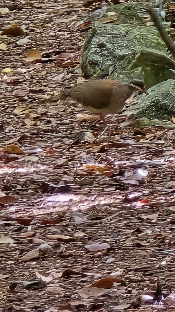 Key West Quail-Dove - ML637423456