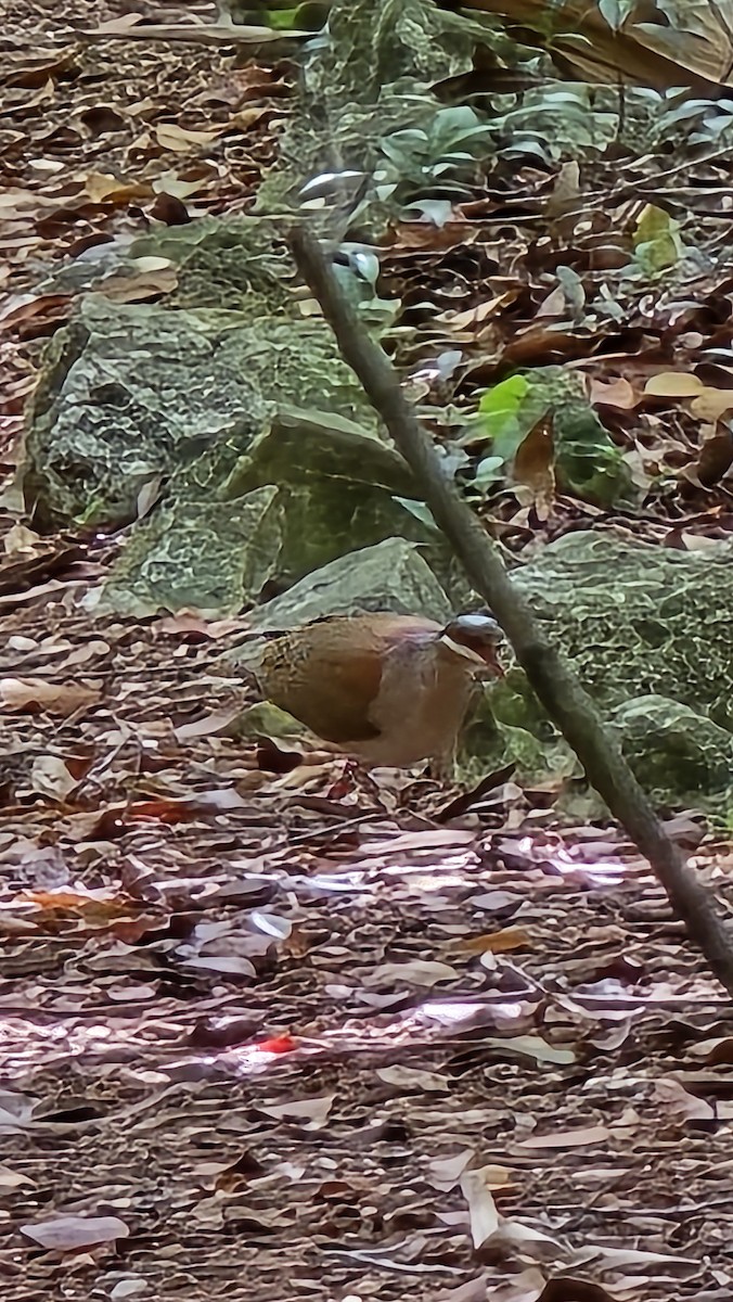 Key West Quail-Dove - ML637423486