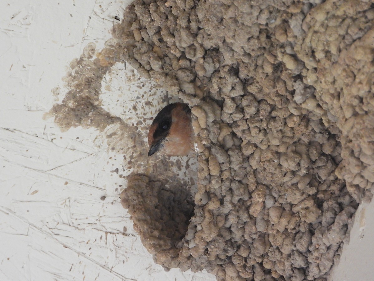 Cave Swallow - ML637423516